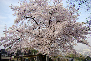 梅岩寺桜