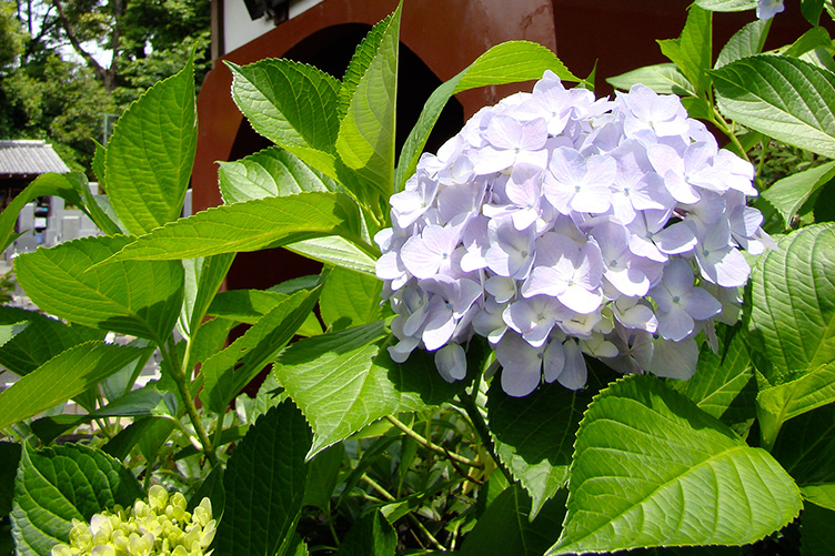 梅岩寺の紫陽花