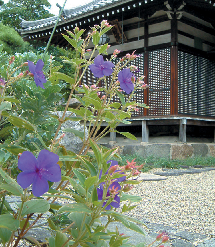 千手寺護摩堂と花