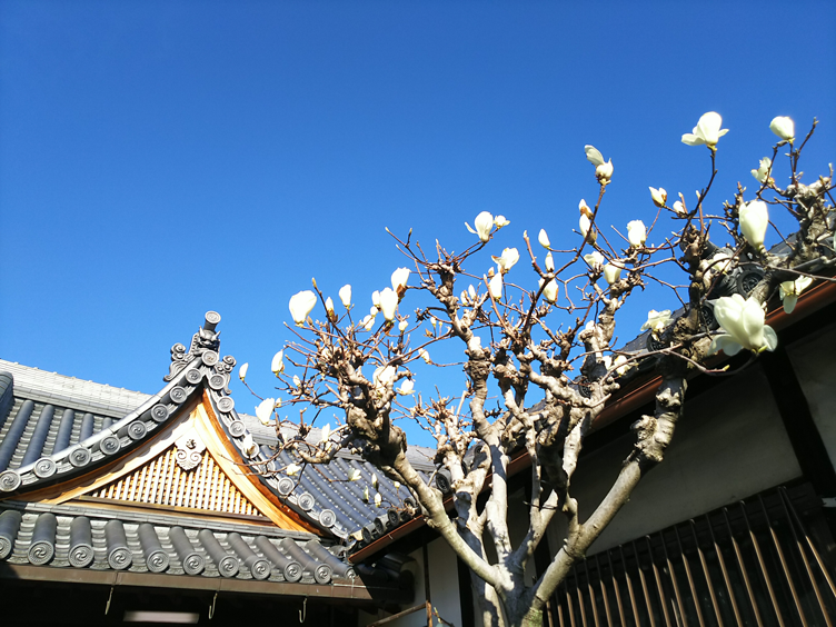 浄谷寺の木