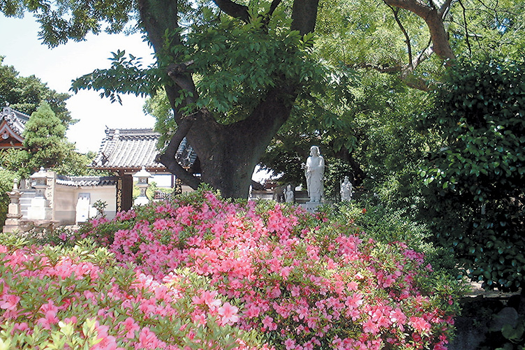 大将軍寺つつじ