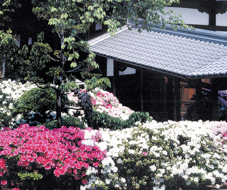 法雲寺のつつじ